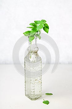 A sprig of lemon basil in an old bottle on a light background.