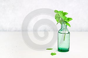 A sprig of lemon basil in an old bottle on a light background.