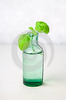 A sprig of lemon basil in an old bottle on a light background.