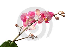 Sprig of Lilac orchid isolate on a white background