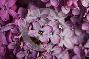 A sprig of lilac on a white background. flowers close up.