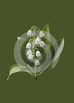 A sprig of lily of the valley