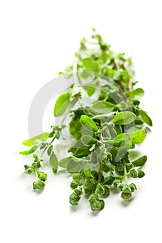 Sprig of marjoram