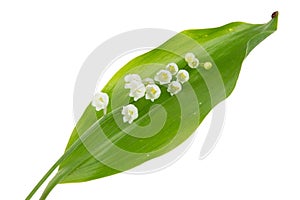 Sprig of may lily of the valley isolated on white background