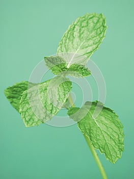 Sprig of Mint