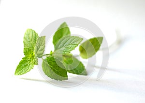 Sprig of mint leaves