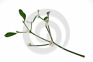 Sprig of misletoe with berries