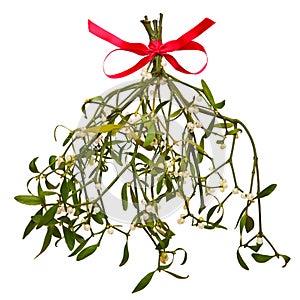 Sprig of Mistletoe isolated photo