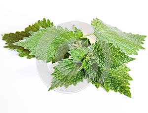 Sprig nettle