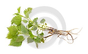 Sprig of nettle with roots
