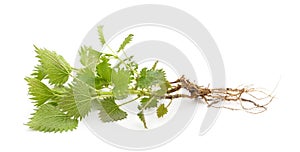 Sprig of nettle with roots
