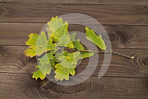 A sprig of oak with green yellow leaves on a dark wood. Autumn yellowing of oak leaves