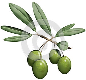 Ramo da oliva 