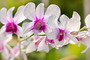 A sprig of an orchid of the dendrobium nobile type, with flowers and leaves in the background