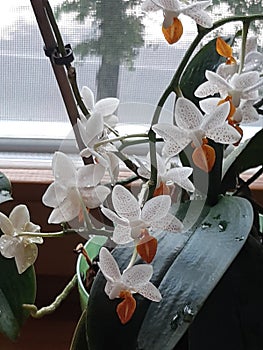 sprig of orchids with white flowers