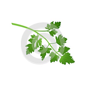 Sprig of parsley vector