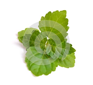 Sprig patchouli Isolated on white background