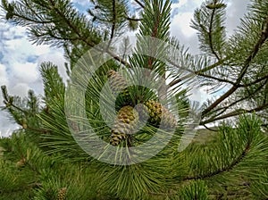 A sprig of pine with three cones.