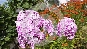 A sprig of pink and white Phlox flower close-up.