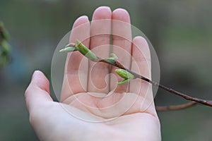 Sprig Plant is Protects