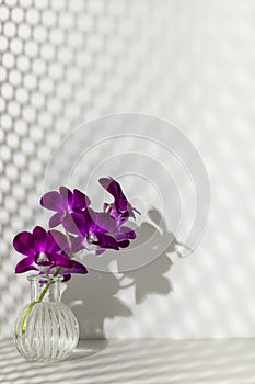 Sprig of purple orchid in transparent vase on light white background, free copy space. Flower silhouette and blurred