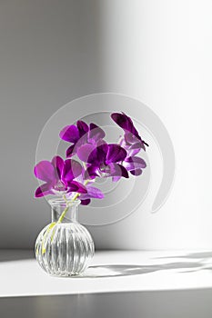 Sprig of purple orchid in transparent vase on shaded gray background, copy space. Light beam illuminate flower