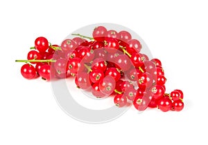 Sprig of red currant