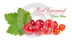 A sprig of red currant close-up