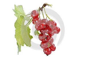 Sprig of red currant with leaves isolated on white
