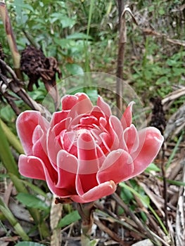 a sprig of red flowers was found in the forest