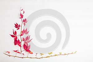 A sprig of red leaves, grapes. There is a place for text On a white background. View from above . Autumn layout.