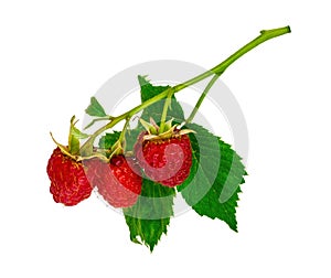 Sprig of red raspberries on white background