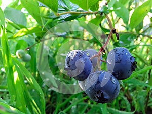 A sprig of ripe blueberries on a bush with water drops. Blueberry growing in nature