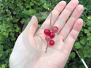 Sprig of ripe red currants in the palm of your hand