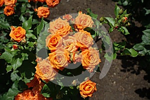 Sprig of rose bush with orange flowers in June