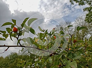 sprig of rose hips with the fruit of the wild rose.