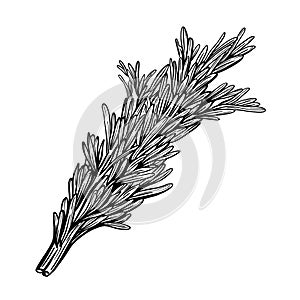 A sprig of rosemary isolated on a white background Herbes de Provence.Flavorful seasonings and spices.vector