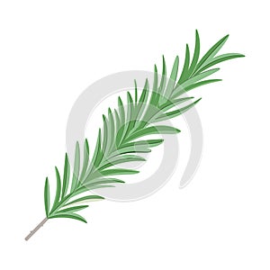 Sprig of rosemary on a white background. Realistic performance.