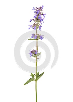 Sprig of Sage Salvia officinalis with flowers and leaves isolated on white background