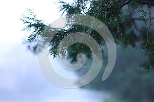 A sprig of some kind of conifer in water droplets against the background of fog