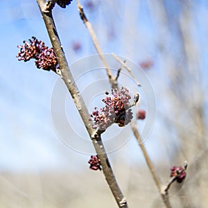 Sprig spring bud