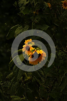 a sprig of sunflower photo