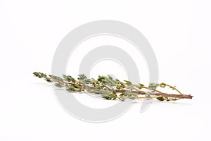 Sprig of Thyme