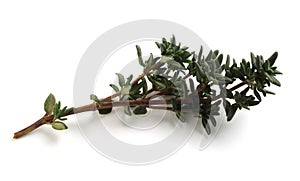 Sprig of thyme