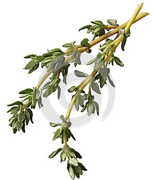 Sprig of thyme