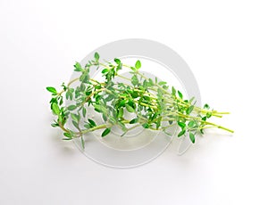 Sprig of thyme isolated on white background