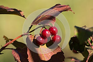 Sprig of viburnum oculus with autumn leaves and red berries