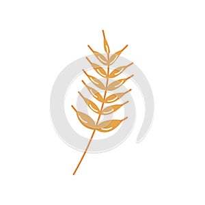 Sprig of wheat, barley or rye. Vector hand drawn