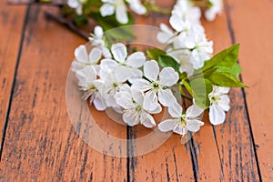 A sprig of white flowers on a dark, worn rustic wooden table. Cherry tree flowers. Selective focus