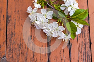 A sprig of white flowers on a dark, worn rustic wooden table. Cherry tree flowers. Selective focus